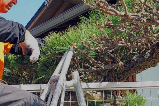 庭木の消毒 庭木の消毒