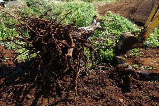 庭木伐採 庭木伐採